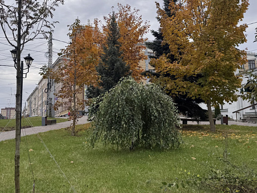 В Троицком сквере подстригли пендульные березы 